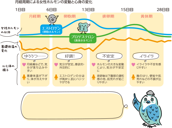 月経周期による女性ホルモンの変動と心身の変化